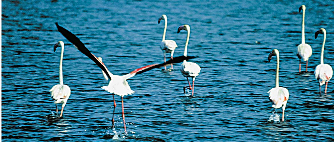 Boat at Chilika Lake